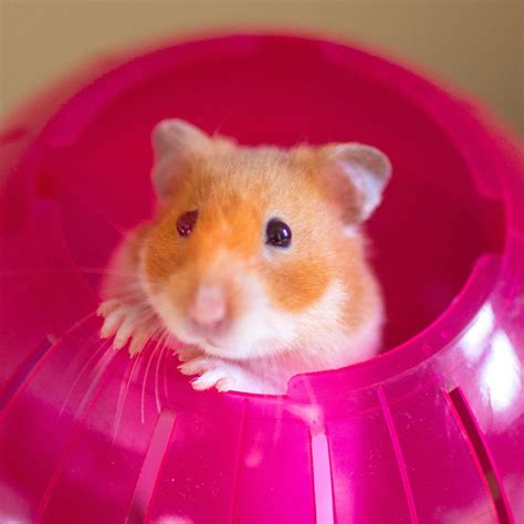 cute hamster|More.